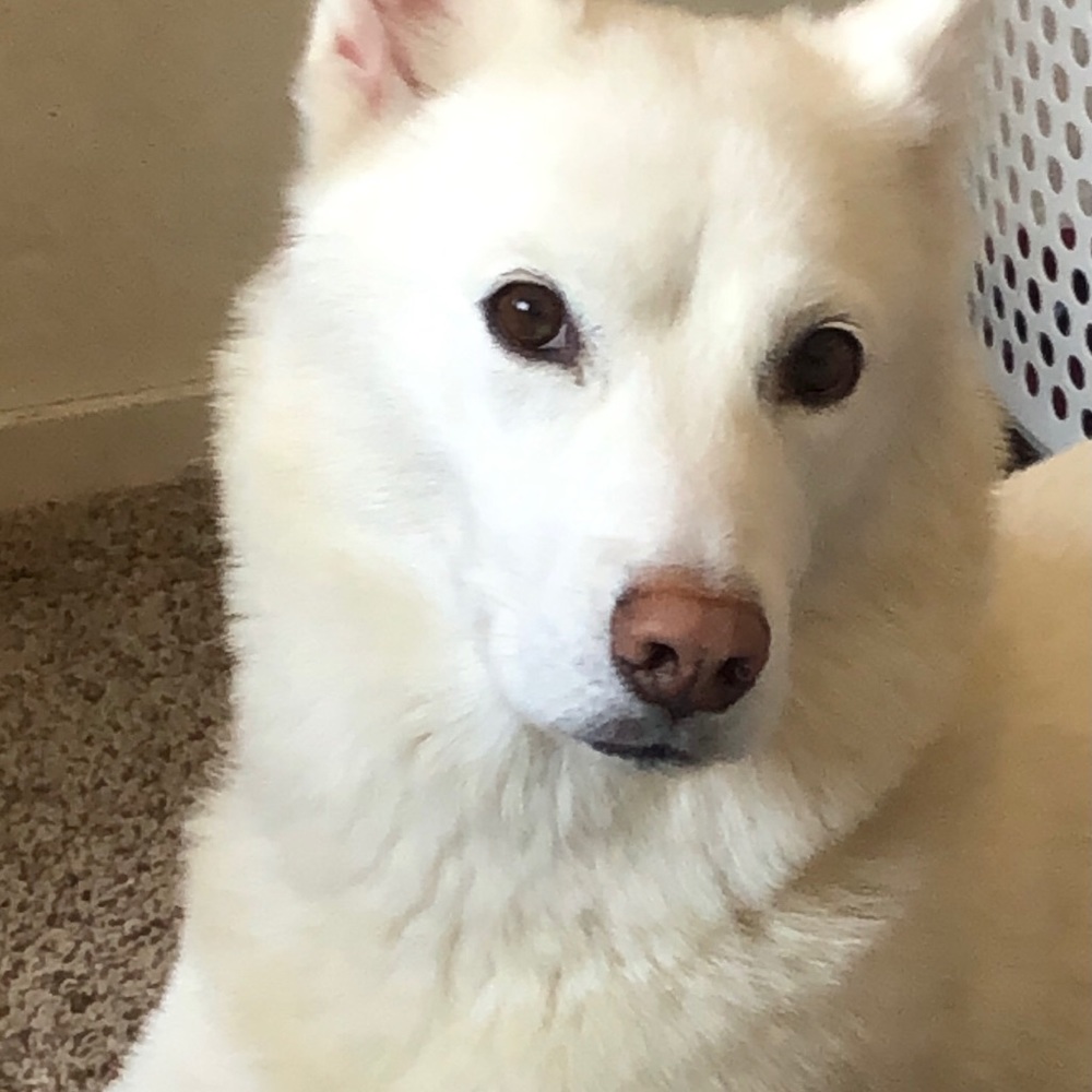 Meet your Posher, Ivett